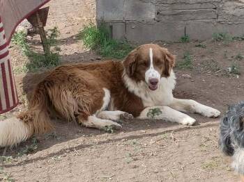 Australian Shepherd and Poodle Dogs Available for Adoption in Aurora, Colorado - Andy | PetCurious