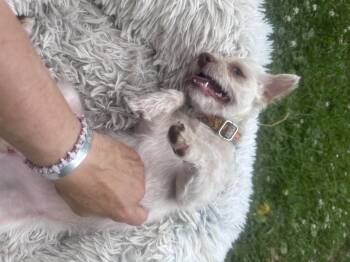 Romeo -  Terrier Dog for Adoption in Pleasant Valley, New York - Romeo | PetCurious