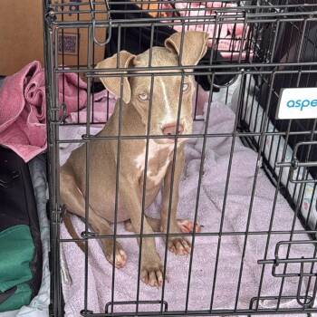 Mocha -  Terrier and Mixed Breed Dog for Adoption in Merritt Island, Florida - Mocha | PetCurious