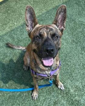 Hunk -  Belgian Shepherd Malinois and Pit Bull Terrier Dog for Adoption in Roseville, California - Hunk | PetCurious