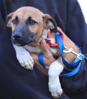 Cedar -  Hound Dog for Adoption in North Fort Myers, Florida - Cedar | PetCurious