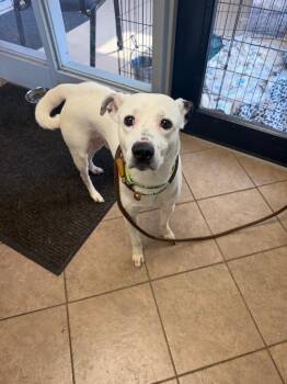 Unknown Park Street -  Pit Bull Terrier Dog for Adoption in Marion, Ohio - Unknown Park Street | PetCurious