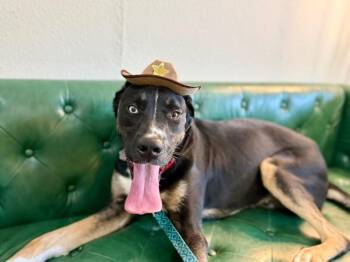 Clay the Bright-Eyed Cowboy -  Husky and Shepherd Dog for Adoption in Friendswood, Texas - Clay The Bright-Eyed Cowboy | PetCurious