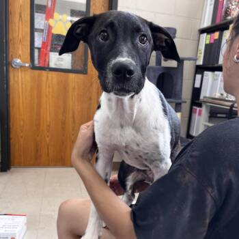 Wild Thing -  Hound and Mixed Breed Dog for Adoption in Jacksboro, Tennessee - Wild Thing | PetCurious