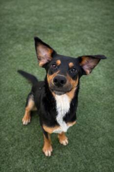 Australian Kelpie and Doberman Pinscher Dogs Available for Adoption in Liberty, Missouri - Nicholas | PetCurious