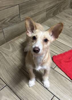 Taffy -  Dachshund and Corgi Dog for Adoption - Taffy | PetCurious