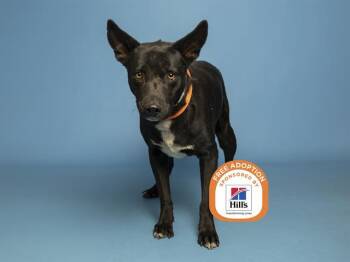 BUDDY -  Pit Bull Terrier Dog for Adoption in Phoenix, Arizona - BUDDY | PetCurious