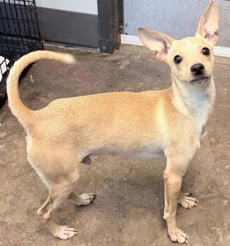 Chihuahua and Chiweenie Dogs Available for Adoption - Wrango | PetCurious