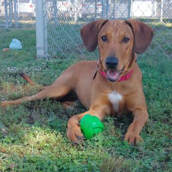 Rescue Rhodesian Ridgeback and Mixed Breed Dogs for Adoption in Tulsa, Oklahoma - Helen | PetCurious
