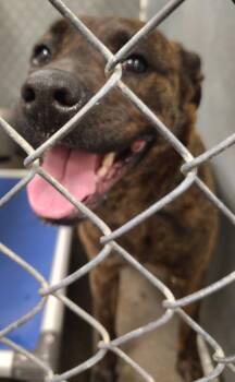 Boxer and Labrador Retriever Dogs Available for Adoption in Saint Clairsville, Ohio - Raya | PetCurious