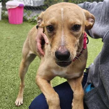 Apple -  Labrador Retriever Dog for Adoption in Fall River, Massachusetts - Apple | PetCurious