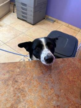 Corgi and Mixed Breed Dogs Available for Adoption in Fort Collins, Colorado - Gila | PetCurious