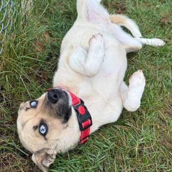 Mixed Breed Dogs Available for Adoption in Fredericksburg, Virginia - Reece Puppycups | PetCurious