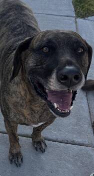 Kingston -  German Shepherd Dog and Boxer Dog for Adoption in Forney, Texas - Kingston | PetCurious