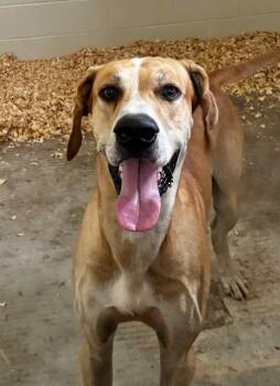 Tanner -  Great Dane Dog for Adoption in Joppa, Alabama - Tanner | PetCurious