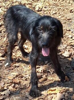 Barney -  Cairn Terrier and Fox Terrier Dog for Adoption in Mena, Arkansas - Barney | PetCurious