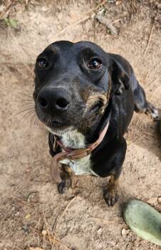 Mollie -  Black Labrador Retriever and Catahoula Leopard Dog Dog for Adoption in Magnolia, Texas - Mollie | PetCurious