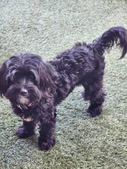 Rescue Shih Tzu and Poodle Dogs for Adoption in New River, Arizona - Bailey | PetCurious