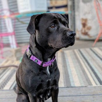 Rescue Black Labrador Retriever and Rottweiler Dogs for Adoption in Rochester, Minnesota - Saison | PetCurious