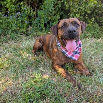 Kalena -  Hound Dog for Adoption in Angleton, Texas - Kalena | PetCurious