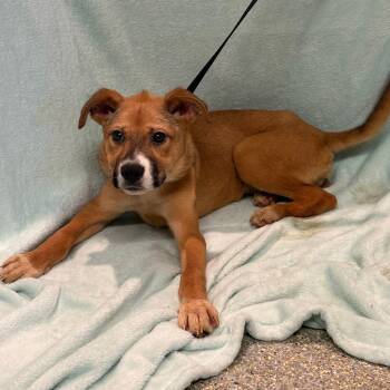 IVHS-Stray-142859 -  Shepherd Dog for Adoption in San Gabriel, California - IVHS-Stray-142859 | PetCurious