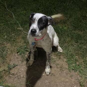Molly -  Mixed Breed Dog for Adoption in Blacksburg, Virginia - Molly | PetCurious