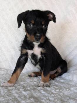 Cody Coconut -  Shepherd and Labrador Retriever Dog for Adoption in Baton Rouge, Louisiana - Cody Coconut | PetCurious