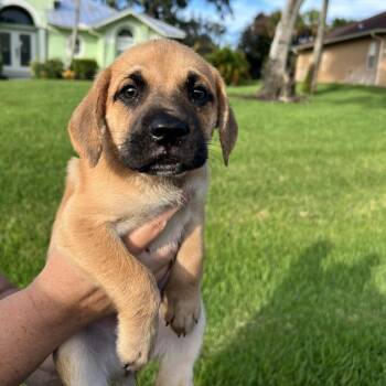 Clove -  Black Mouth Cur and Beagle Dog for Adoption in Hobe Sound, Florida - Clove | PetCurious