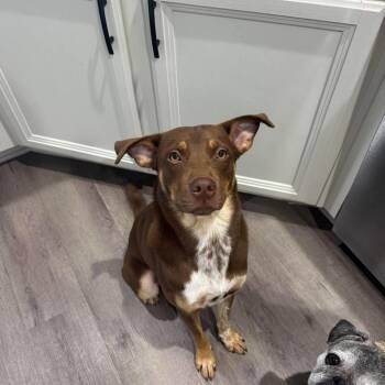 Snicker -  American Staffordshire Terrier and Australian Cattle Dog Blue Heeler Dog for Adoption in Mooresville, North Carolina - Snicker | PetCurious