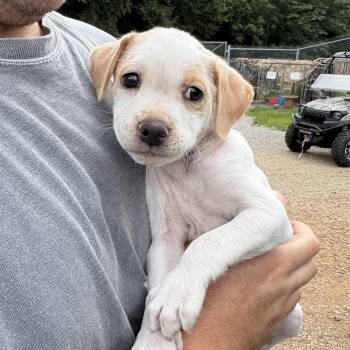 Lotus -  Mixed Breed Dog for Adoption in Columbia, South Carolina - Lotus | PetCurious