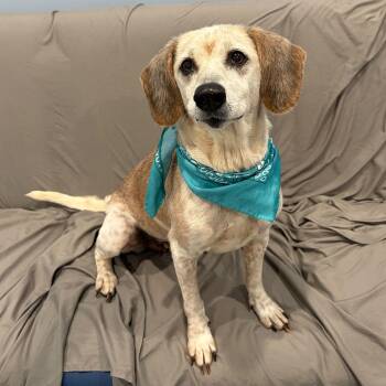 Mixed Breed Dogs Available for Adoption in Canal Winchester, Ohio - Cleo | PetCurious