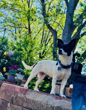Sweety -  Terrier and Chihuahua Dog for Adoption in Denver, Colorado - Sweety | PetCurious