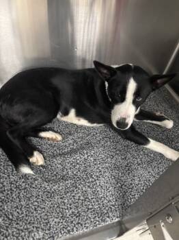 Rescue Border Collie and Mixed Breed Dogs for Adoption in Bellevue, Washington - Lady Bird | PetCurious