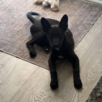 German Shepherd Dog Dogs Available for Adoption in Aberdeen, North Carolina - Pearl | PetCurious