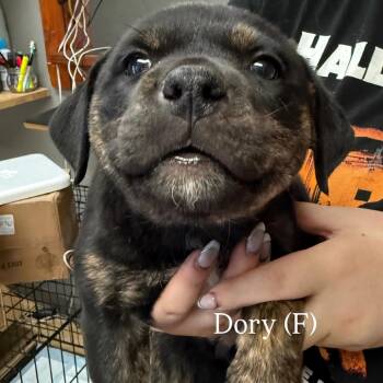 Dory -  Rottweiler and Mixed Breed Dog for Adoption in Tacoma, Washington - Dory | PetCurious