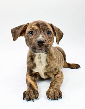 Labrador Retriever and Dutch Shepherd Dogs Available for Adoption in Morton Grove, Illinois - Crackers | PetCurious