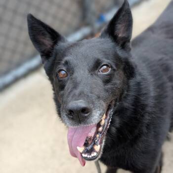 Kit -  German Shepherd Dog Dog for Adoption in Riverwoods, Illinois - Kit | PetCurious