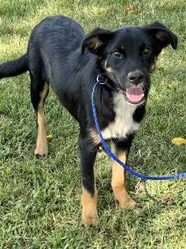 Tanner -  Collie Dog for Adoption in Manchester, Connecticut - Tanner | PetCurious