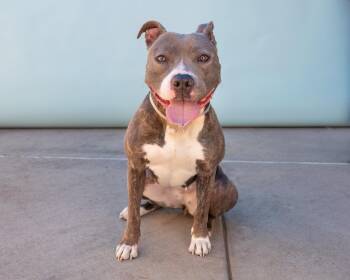 OLIVE -  Pit Bull Terrier Dog for Adoption in Pasadena, California - OLIVE | PetCurious