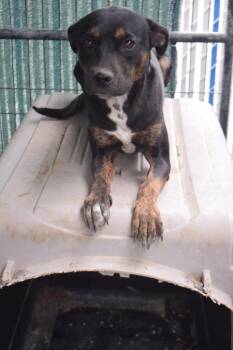 Rescue Labrador Retriever and Mixed Breed Dogs for Adoption in Pahrump, Nevada - Lu Lu | PetCurious