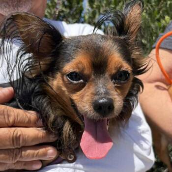 Chihuahua Dogs Available for Adoption in Ramona, California - Demetri | PetCurious