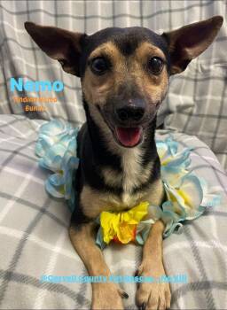 Nemo -  Chihuahua Dog for Adoption in Newport, New Hampshire - Nemo | PetCurious