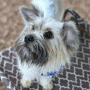 Cadet -  Miniature Schnauzer and Poodle Dog for Adoption in Boerne, Texas - Cadet | PetCurious