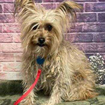 Yorkshire Terrier Dogs Available for Adoption in Fort Collins, Colorado - Trixie | PetCurious