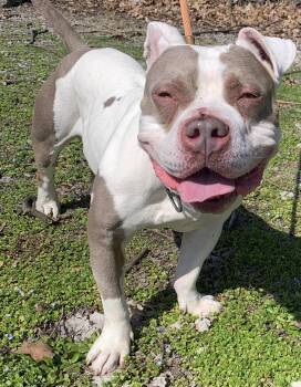 American Bully Dogs Available for Adoption - Spanky | PetCurious