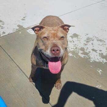 Tally -  Terrier Dog for Adoption in Monticello, Iowa - Tally | PetCurious