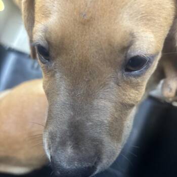 Ezra -  Retriever and Pit Bull Terrier Dog for Adoption in Birmingham, Alabama - Ezra | PetCurious