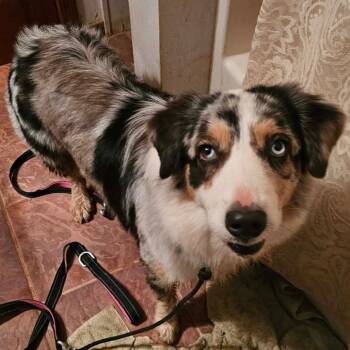 Sapphire -  Australian Shepherd Dog for Adoption in Phoenix, Arizona - Sapphire | PetCurious