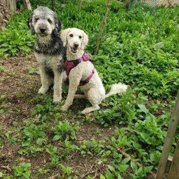 Frida -  Standard Poodle Dog for Adoption in Courtice, Ontario - Frida | PetCurious