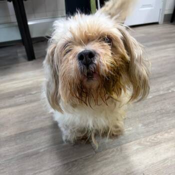 Polly -  Maltese Dog for Adoption in Newark, New Jersey - Polly | PetCurious